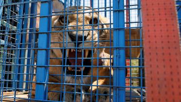 Хижаки змінили прописку / © Reuters