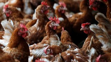 Яйця,кури,перевірка яєць в лаболаторії_15 / © Reuters