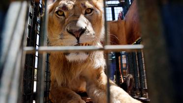 Хижаки змінили прописку / © Reuters