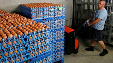 Яйця,кури,перевірка яєць в лаболаторії_20 / © Reuters