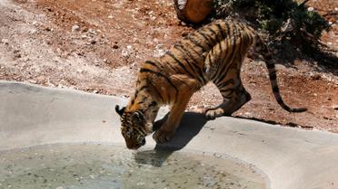Хижаки змінили прописку / © Reuters