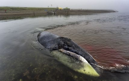 В России вернулся на волю кит, который застрял в устье реки