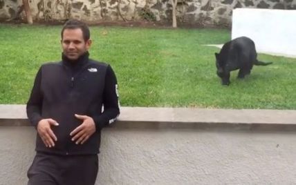 Очевидці зняли на відео, як чорна пантера у зоопарку підкралася до людини