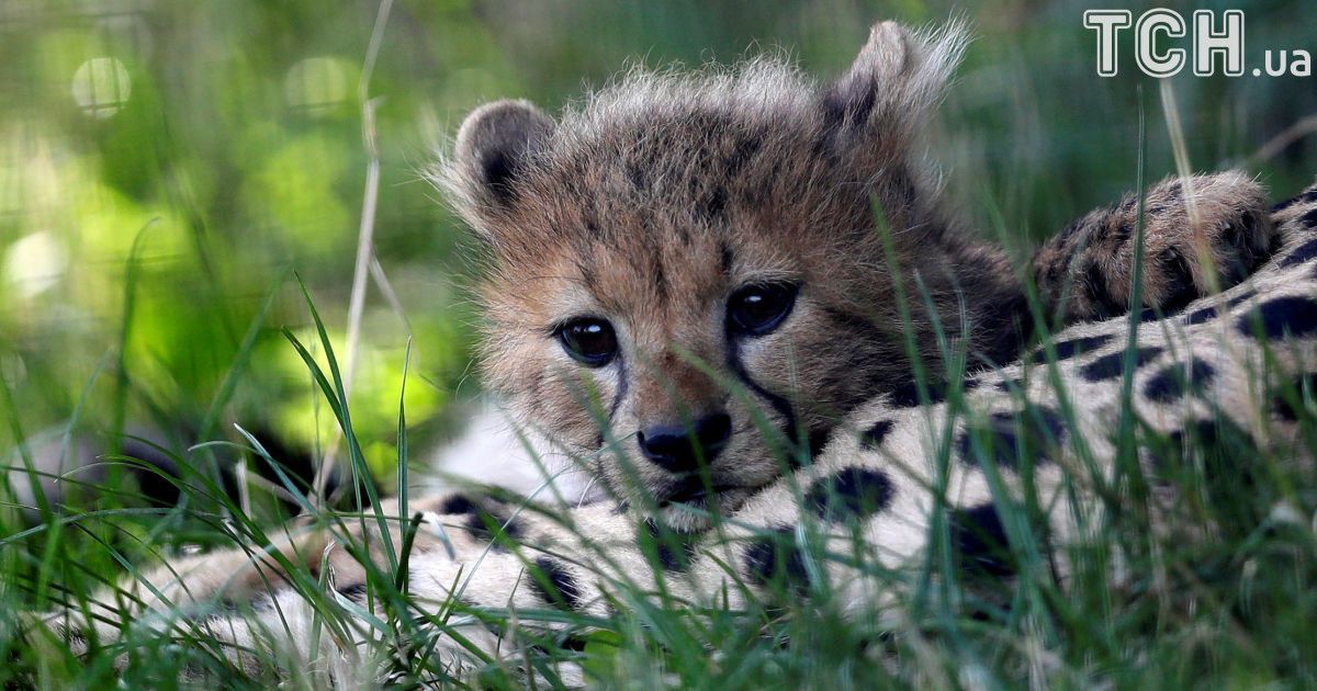 Родина гепардів у зоопарку Праги