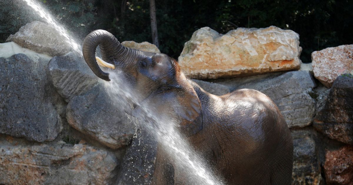 Стрибки у воду та блаженний душ: Reuters показало, як тварини борються зі спекою в зоопарку