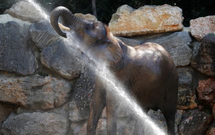 Стрибки у воду та блаженний душ: Reuters показало, як тварини борються зі спекою в зоопарку