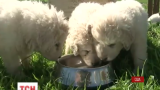 У США рекордсменскою стала пастуша собака Стелла, що народила одразу 17 цуценят