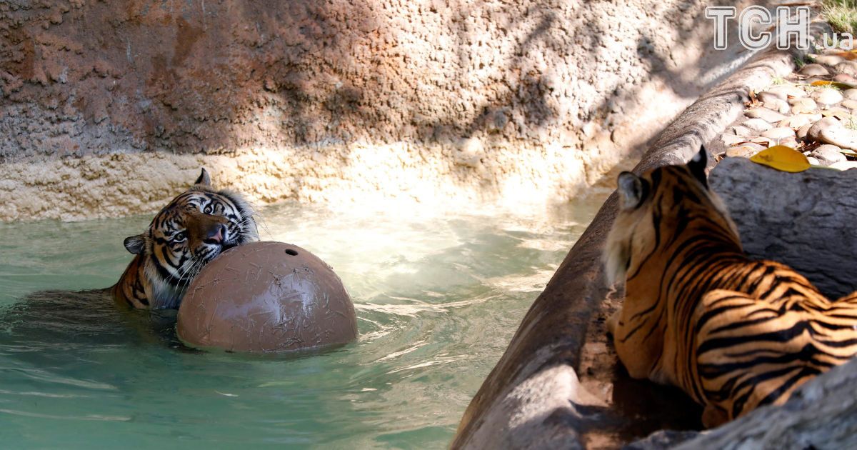 Веселые игры тигров в воде и фотогеничная лягушка: Reuters показало, как живут животные в зоопарке в США