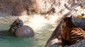 Веселые игры тигров в воде и фотогеничная лягушка: Reuters показало, как живут животные в зоопарке в США