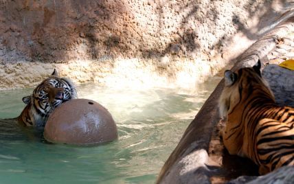 Веселые игры тигров в воде и фотогеничная лягушка: Reuters показало, как живут животные в зоопарке в США