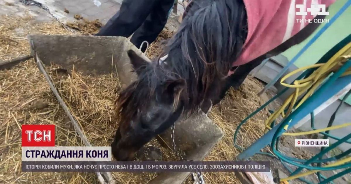 На Ровенщине из-за семейных дрязг страдает кобыла: в дело вмешались зоозащитники