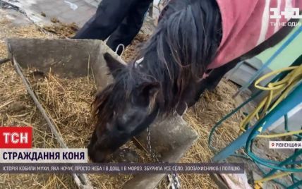 На Рівненщині через сімейні чвари страждає кобила: у справу втрутилися зоозахисники