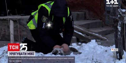 Новини Львова: поліцейські врятували непритомну кішку під час пожежі