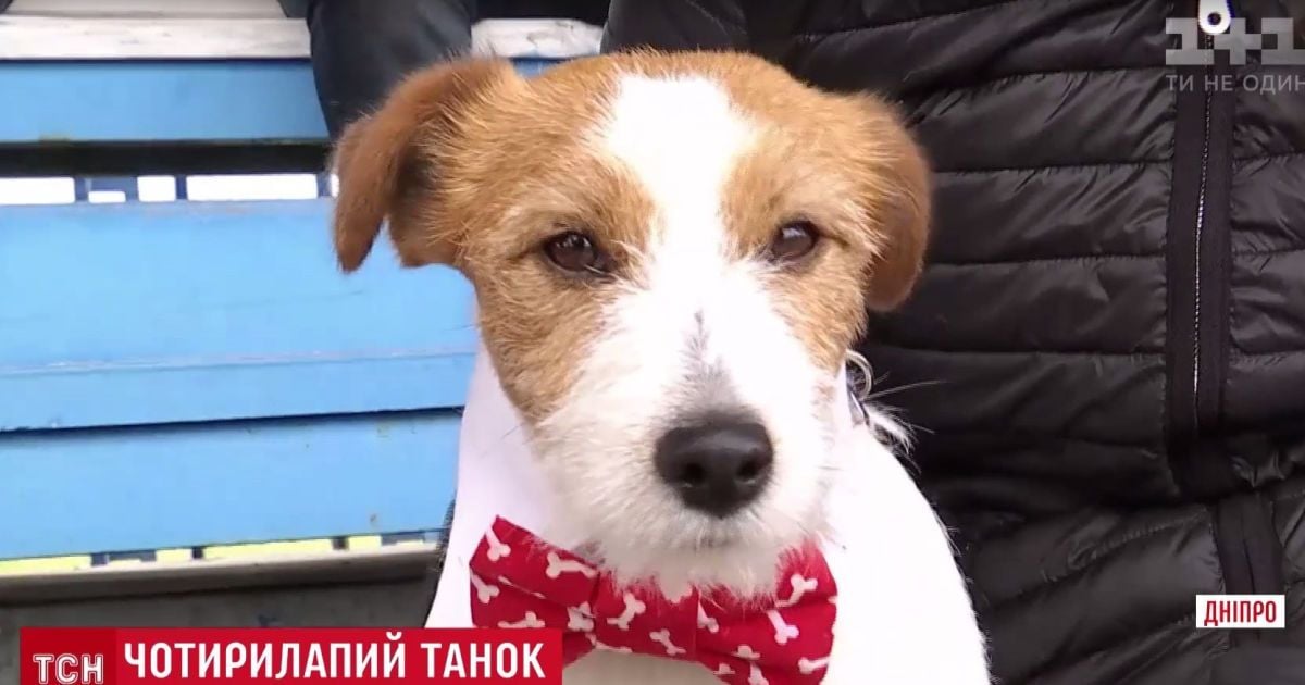 Незнакомец с собачкой: ТСН провела в Киеве эксперимент с "кражей" маленьких детей