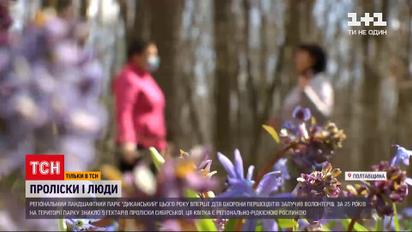 Новини України: хто і як намагається вберегти проліски від знищення в українських лісах