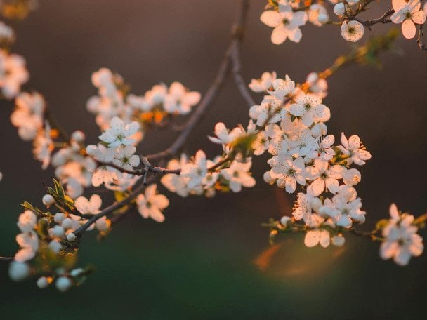 День ангела 6 квітня: кого та як вітати з іменинами