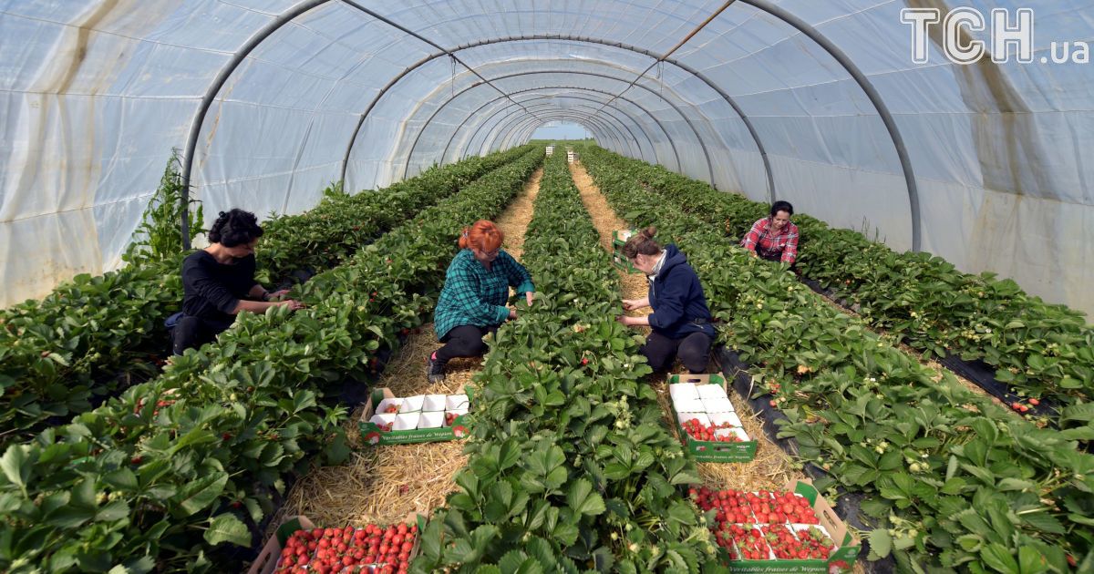 Українським заробітчанам у Польщі почали платити більше грошей