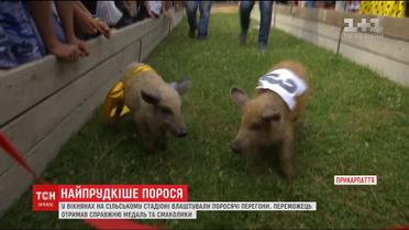 На Прикарпатті влаштували поросячі перегони