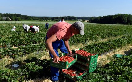 В Польше может сгнить до 40% урожая клубники из-за нехватки работников-украинцев