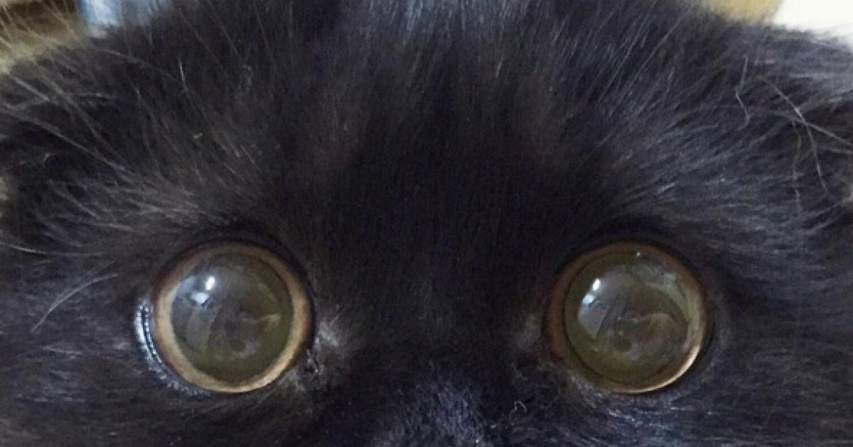 кіт з виряченими очима_7 / © 1room1cat / Instagram