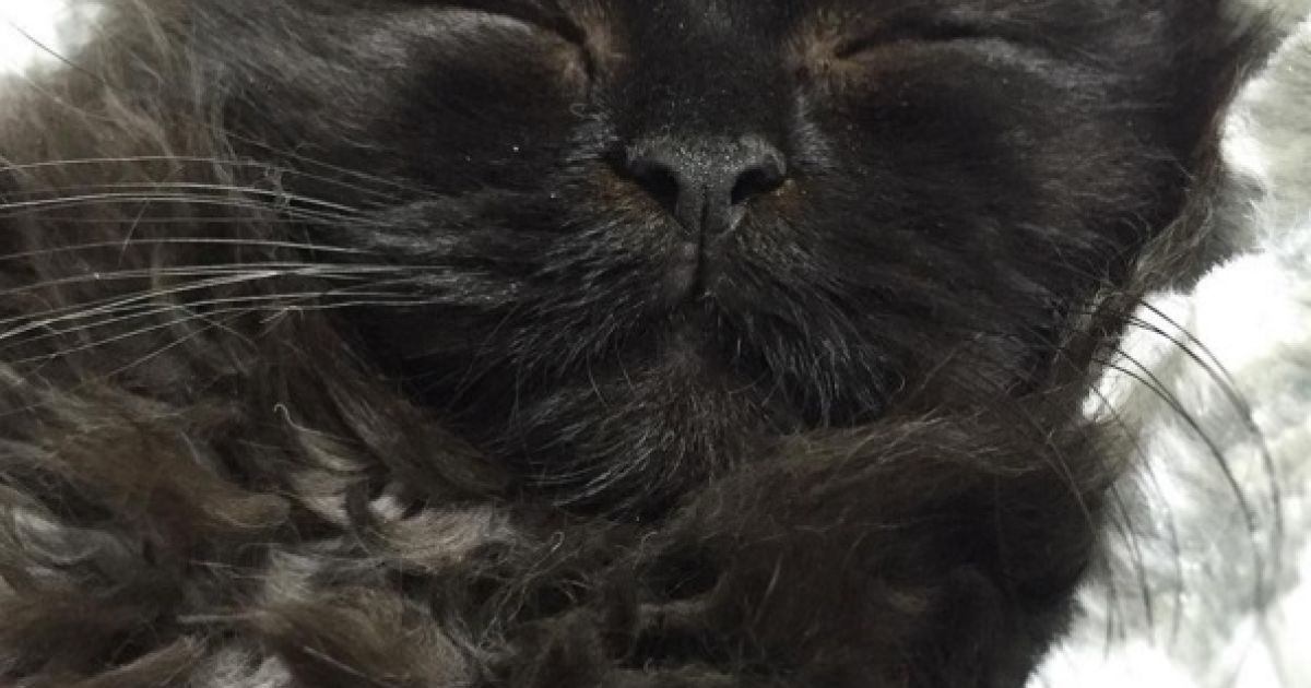 кіт з виряченими очима_6 / © 1room1cat / Instagram