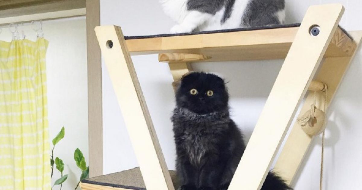 кіт з виряченими очима_4 / © 1room1cat / Instagram
