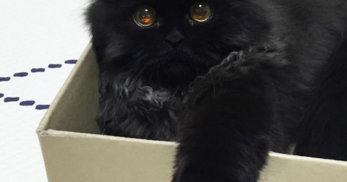 кіт з виряченими очима_1 / © 1room1cat / Instagram
