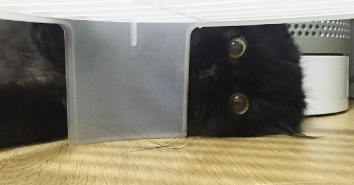 кіт з виряченими очима_2 / © 1room1cat / Instagram