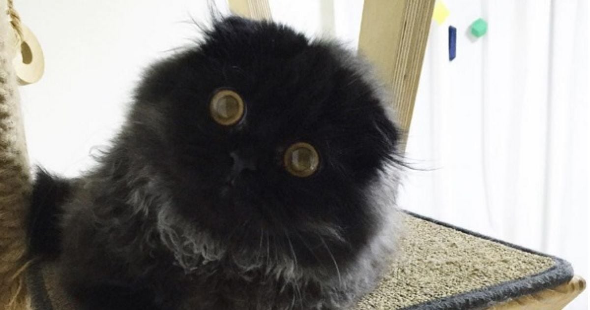 кіт з виряченими очима_3 / © 1room1cat / Instagram