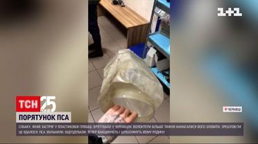 Новини Чернівців: волонтери розгорнули справжню пошукову операцію для порятунку собаки