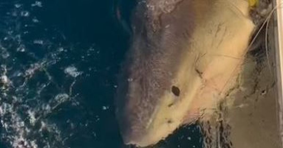 Акула Контендер / Фото: instagram.com/ocearch