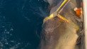 Акула Контендер / Фото: instagram.com/ocearch