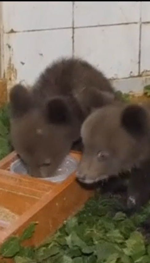 В Болгарии медвежат-сирот отправили в Грецию в специальный центр для воспитания