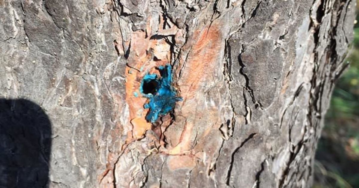 "Просверлили и залили отраву". В Киеве на Лесном массиве неизвестные уничтожили почти гектар сосен