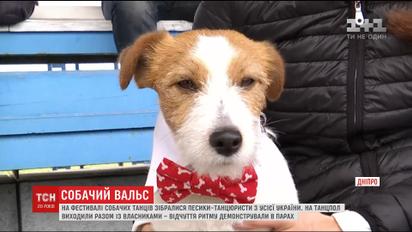 Собаки из разных городов приняли участие в фестивале собачьих танцев в Днепре