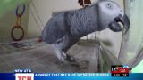 В США хотят использовать попугая, как свидетеля по уголовному делу