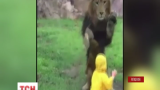 В японском зоопарке лев попытался напасть на посетителя