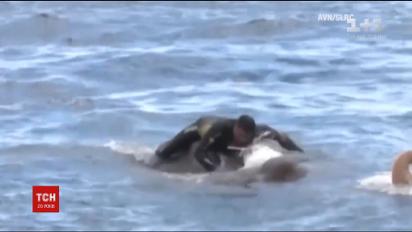 На Шри-Ланке спасли слона, которого унесло в море на 8 километров