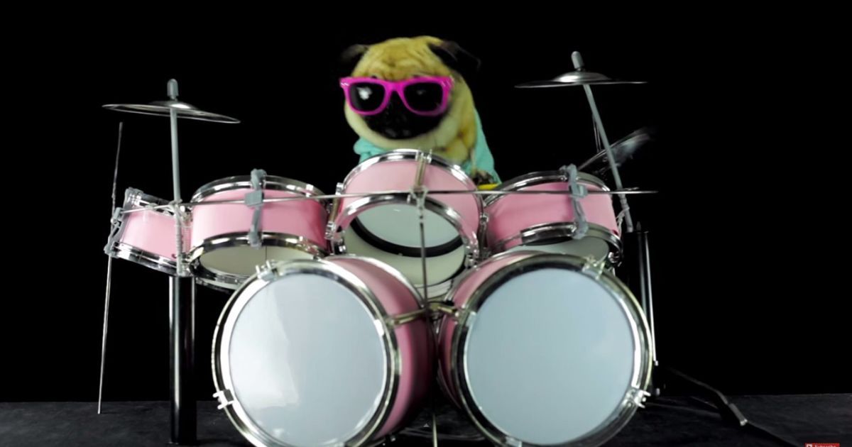 Мопс-хипстер задорно "сыграл" хит Metallica