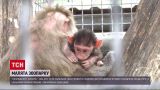 Мі-мі-мі у Вінницькому зоопарку: народилися гамадриленя, ведмежа та лоша