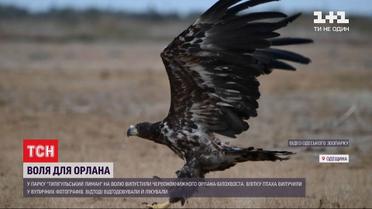 Орлана-білохвоста, якого влітку вилучили у вуличних фотографів, випустили в дику природу