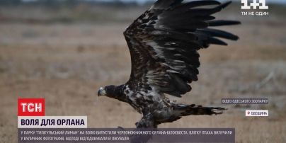 Орлана-белохвоста, которого летом изъяли у уличных фотографов, выпустили в дикую природу