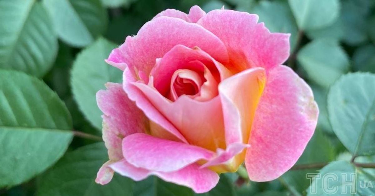 Гороскоп 1-7 липня 2024 року