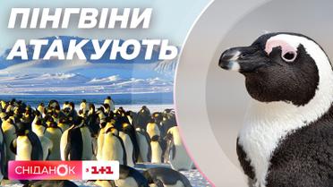 Украинскую станцию в Антарктиде атакуют пингвины, а полярники роют окопы
