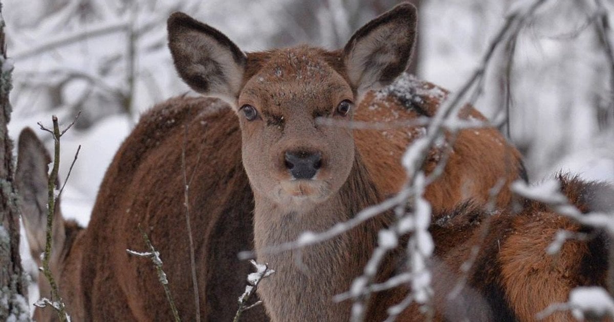 У Чорнобильському заповіднику очікують поповнення: екологи показали фото вагітних олениць