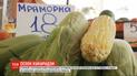 Солодкий злак: як вирощують цукрову кукурудзу та де її найвигідніше купити