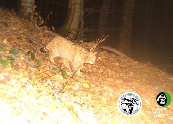 Фото: НПП "Сколівські Бескиди"