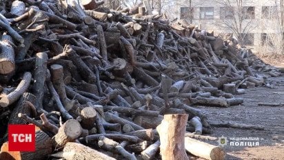 Срубили деревьев на несколько миллионов гривен! Поймали группу лесорубов-нелегалов