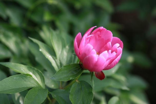 Півонія / © pixabay.com