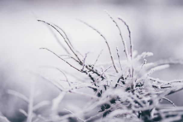 Народні прикмети 14 січня / © Pexels